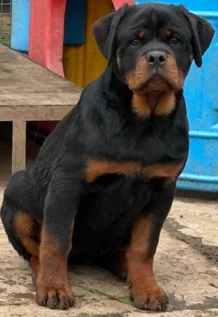 Rottweiler for sale by VANAHEIM