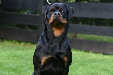 Rottweiler for sale by VANAHEIMROTTS