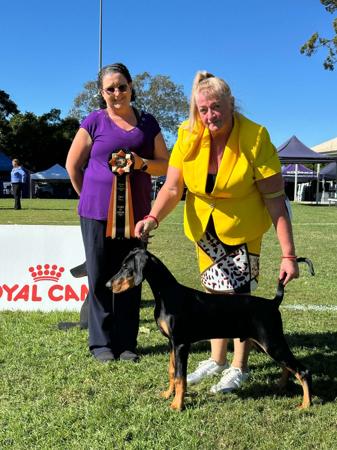 Perfex Grand Canyon(AI) Dobermann