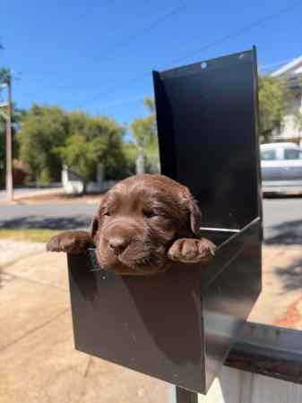 Labrador Retriever puppy for sale by AUSPUREBREDBREEDING