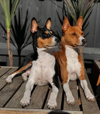 Basenji for sale by REDTRI