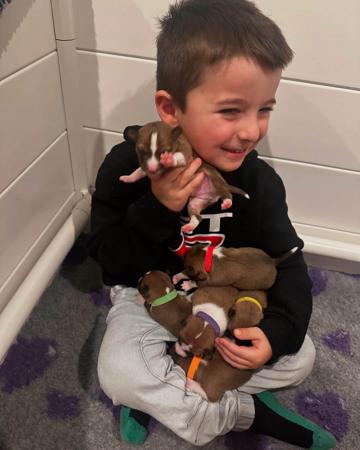 Basenji for sale by REDTRI