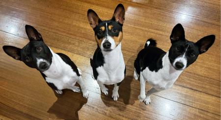 Basenji for sale by REDTRI