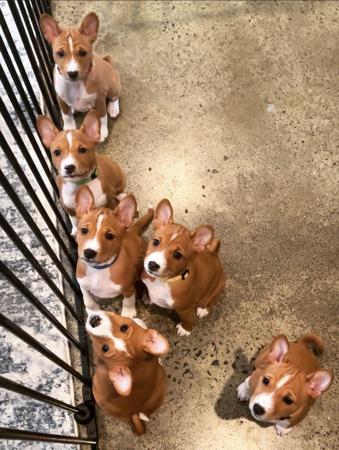 Basenji for sale by REDTRI