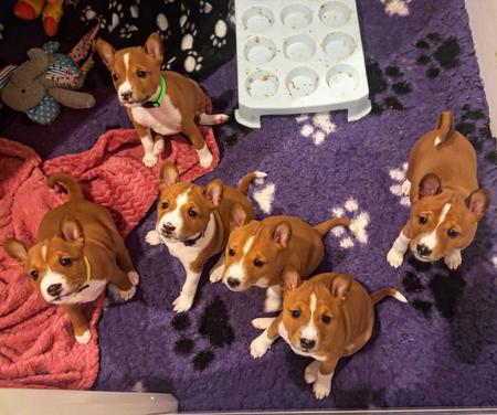 Basenji for sale by REDTRI