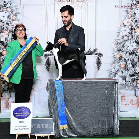 Basenji for sale by REDTRI