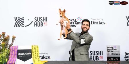 Basenji for sale by REDTRI