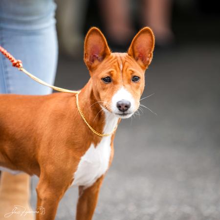Basenji for sale by REDTRI