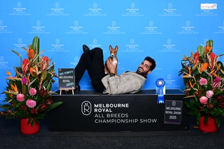 Basenji for sale by REDTRI