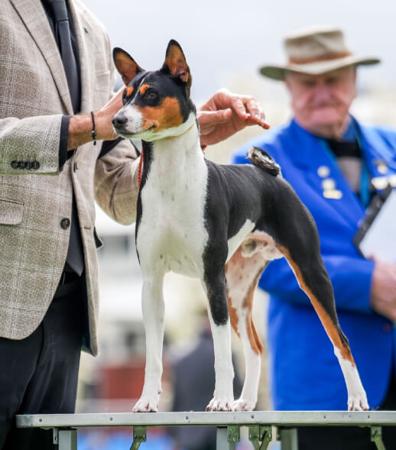 Basenji for sale by REDTRI