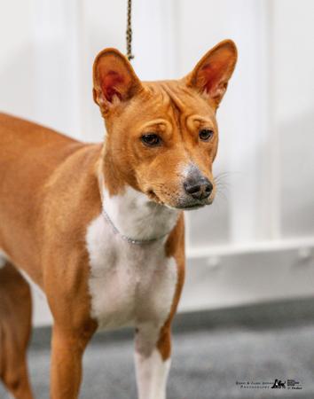 Basenji for sale by REDTRI