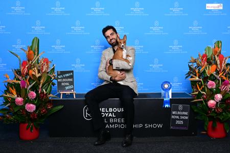 Basenji for sale by REDTRI