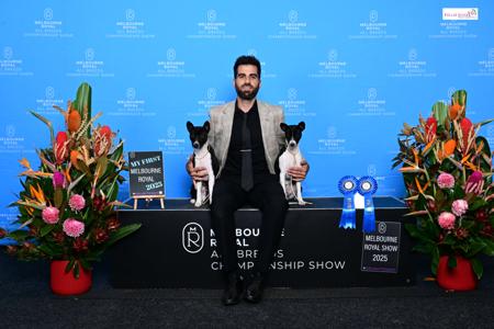 Basenji for sale by REDTRI