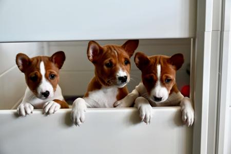 Basenji puppy for sale by REDTRIBASENJIS
