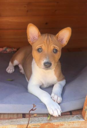 Basenji puppy for sale by REDTRI