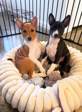 Basenji for sale by REDTRI