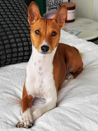 Basenji for sale by REDTRI