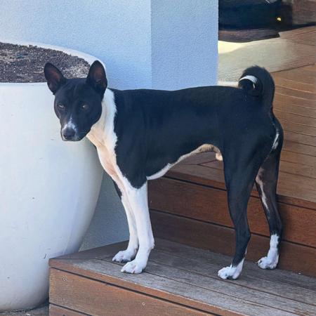 Basenji for sale by REDTRI