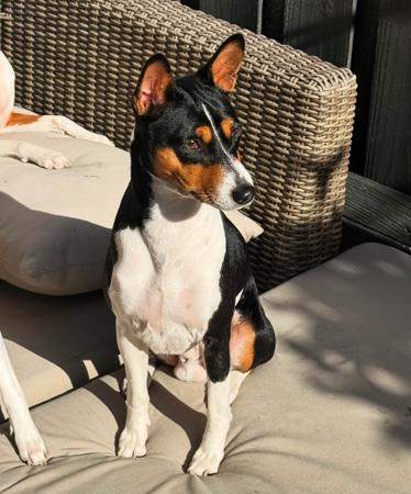 Basenji for sale by REDTRI