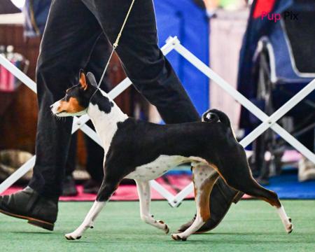 Basenji for sale by REDTRI