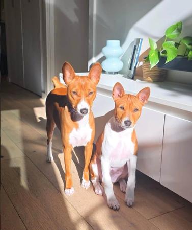 Basenji puppy for sale by REDTRIBASENJIS