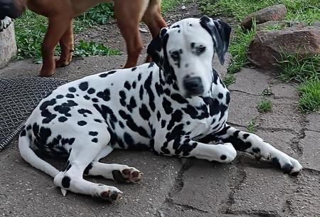 Dalmatian puppy for sale by DACHSHAR