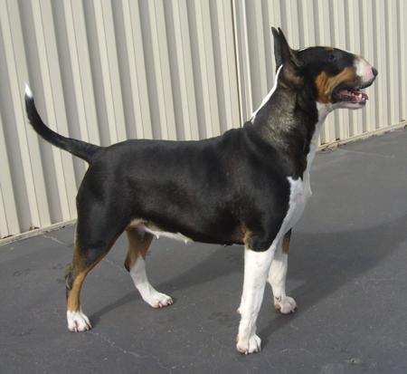 Bull Terrier for sale by GOULBURNIA
