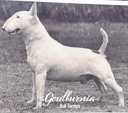 Bull Terrier for sale by GOULBURNIA