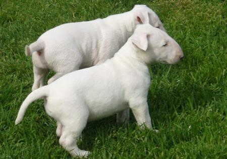 Bull Terrier for sale by GOULBURNIA