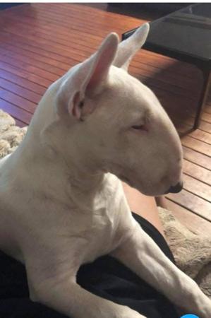 Bull Terrier for sale by GOULBURNIA