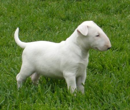 Bull Terrier for sale by GOULBURNIA