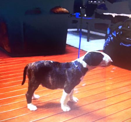 Bull Terrier for sale by GOULBURNIA