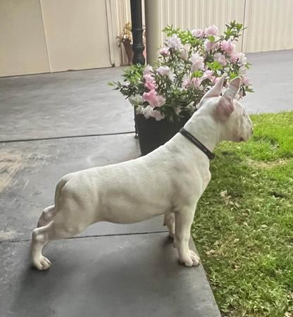 Bull Terrier for sale by MOLLY00