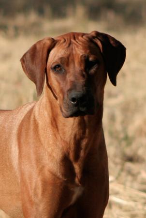Rhodesian Ridgeback for sale by ALMAZART