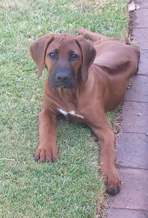Rhodesian Ridgeback for sale by ALMAZART