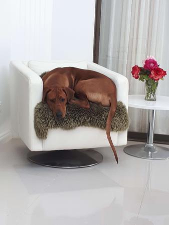 Rhodesian Ridgeback for sale by ALMAZART