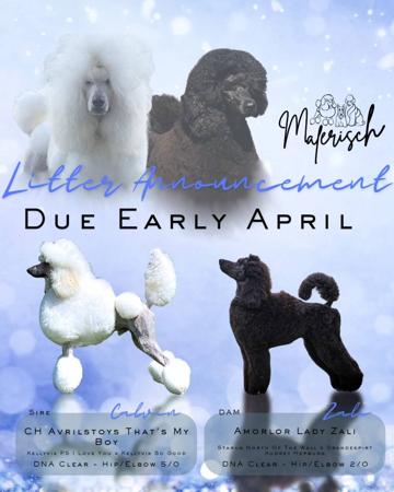 Poodle (Standard) puppy for sale by FISCHERPOODLES