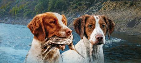 Brittany for sale by TOBENLEE