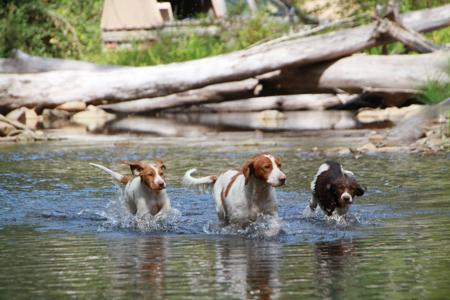 Brittany for sale by TOBENLEE