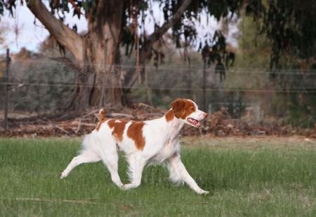 Brittany for sale by TOBENLEE