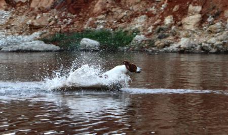 Brittany for sale by TOBENLEE