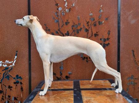 Whippet for sale by SWIFTVELVET
