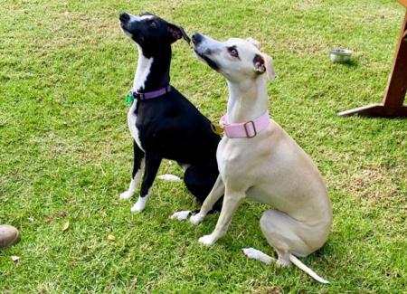 Whippet for sale by SWIFTVELVET