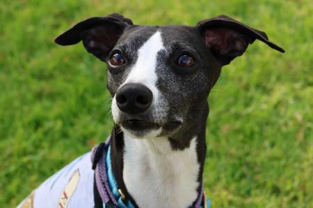 Whippet for sale by SWIFTVELVET