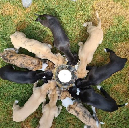 Whippet for sale by SWIFTVELVET