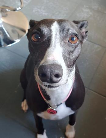 Whippet for sale by SWIFTVELVET