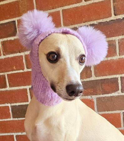 Whippet for sale by SWIFTVELVET