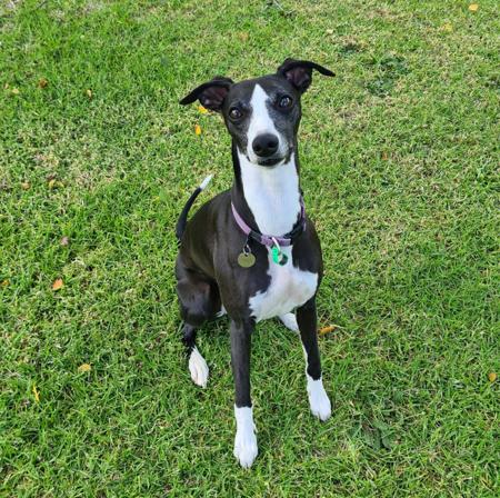 Whippet for sale by SWIFTVELVET