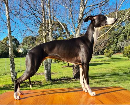 Whippet for sale by SWIFTVELVET