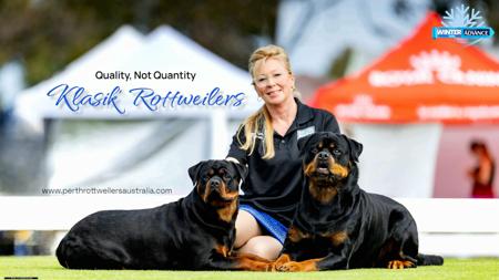 Rottweiler for sale by KLASIK